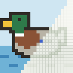 Mallard, partly coloured