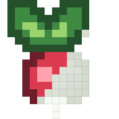 Radish, partly coloured