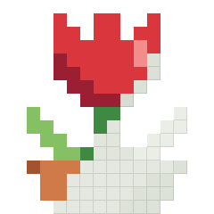 Red tulip, partly coloured