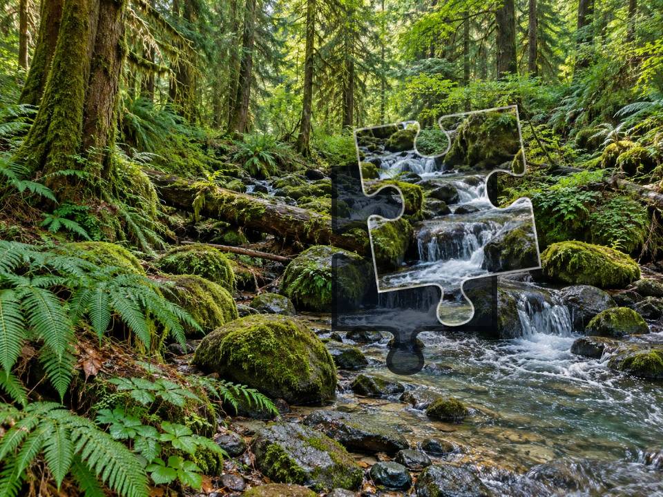 Forest stream flowing around moss-covered rocks beneath ferns and tall old trees.